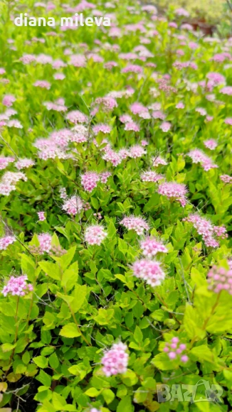 Спирея Малката Принцеса, Spiraea Japonica Little Princess, снимка 1