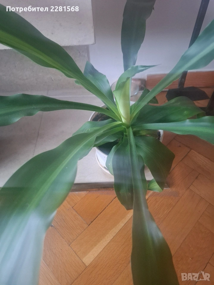 Декоративна палма, снимка 1