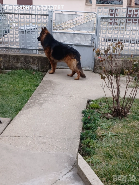 Мъжка немска овчарка за разплод , снимка 1