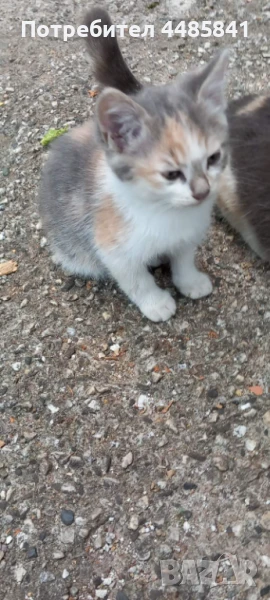 Подарявам 3 котета, снимка 1