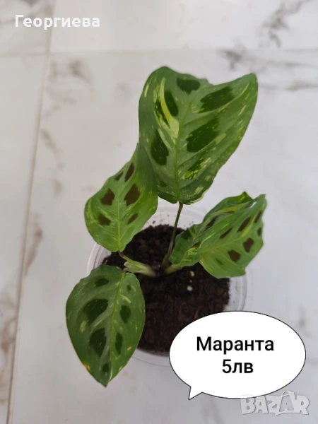 филодендрон, маранта, аглаонема, снимка 1