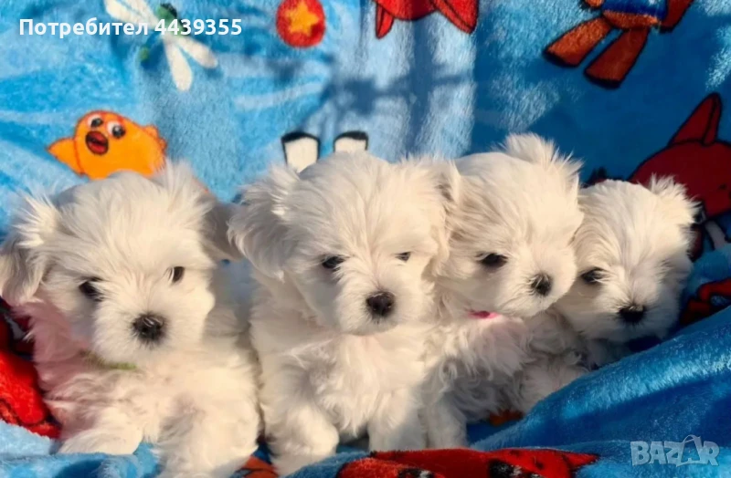 Малтийски болонки мини, снимка 1