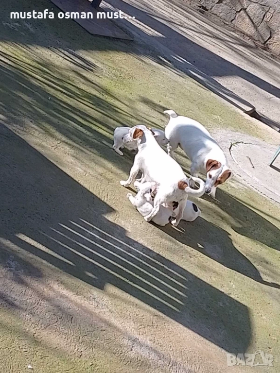 Джак Ръсел териер, снимка 1