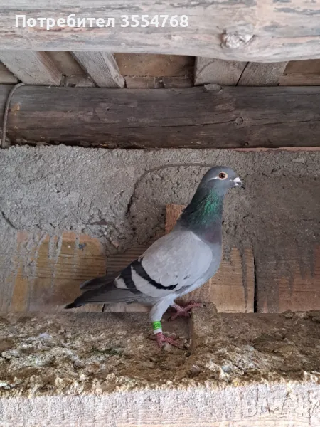 Спортни гълъби , снимка 1
