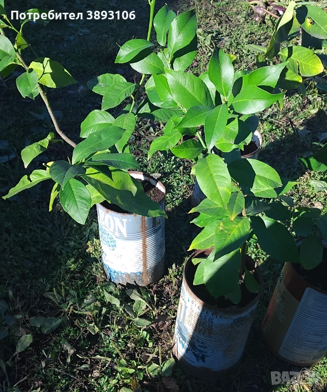 Лимонени дръвчета , снимка 1