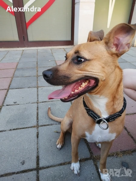 Разхождане и грижа за домашни любимци , снимка 1