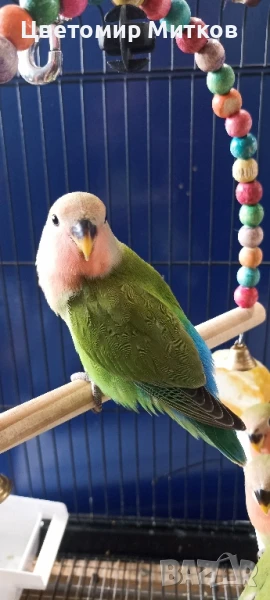 Папагали ръчно хранени неразделки, снимка 1