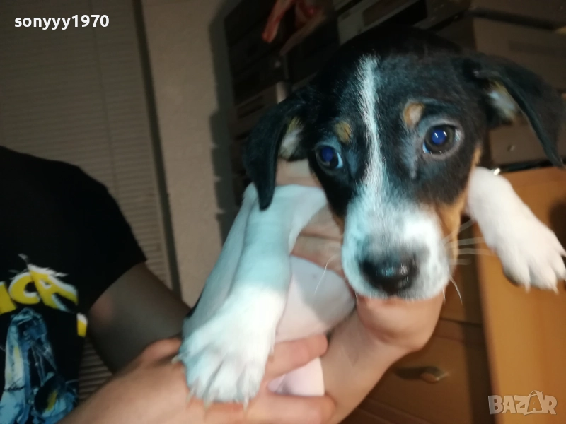 ДЖАК РЪСЕЛ ТЕРИЕР-ВИДИН 250ЛВ 1710251434, снимка 1