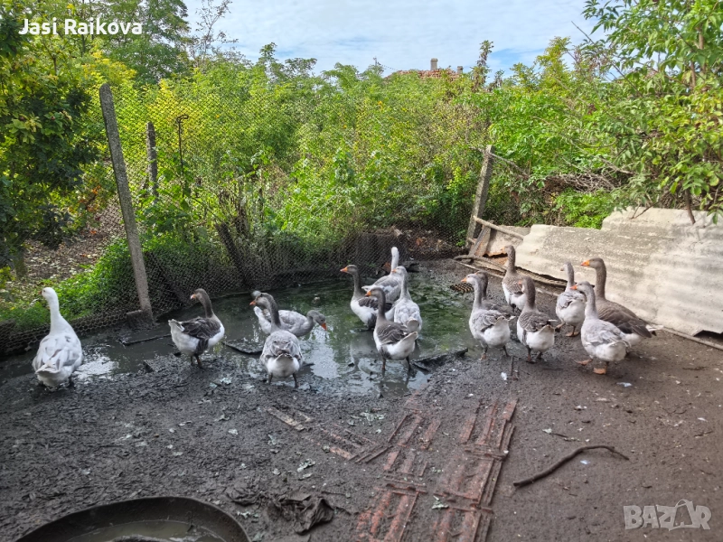 Патки/гъски , снимка 1