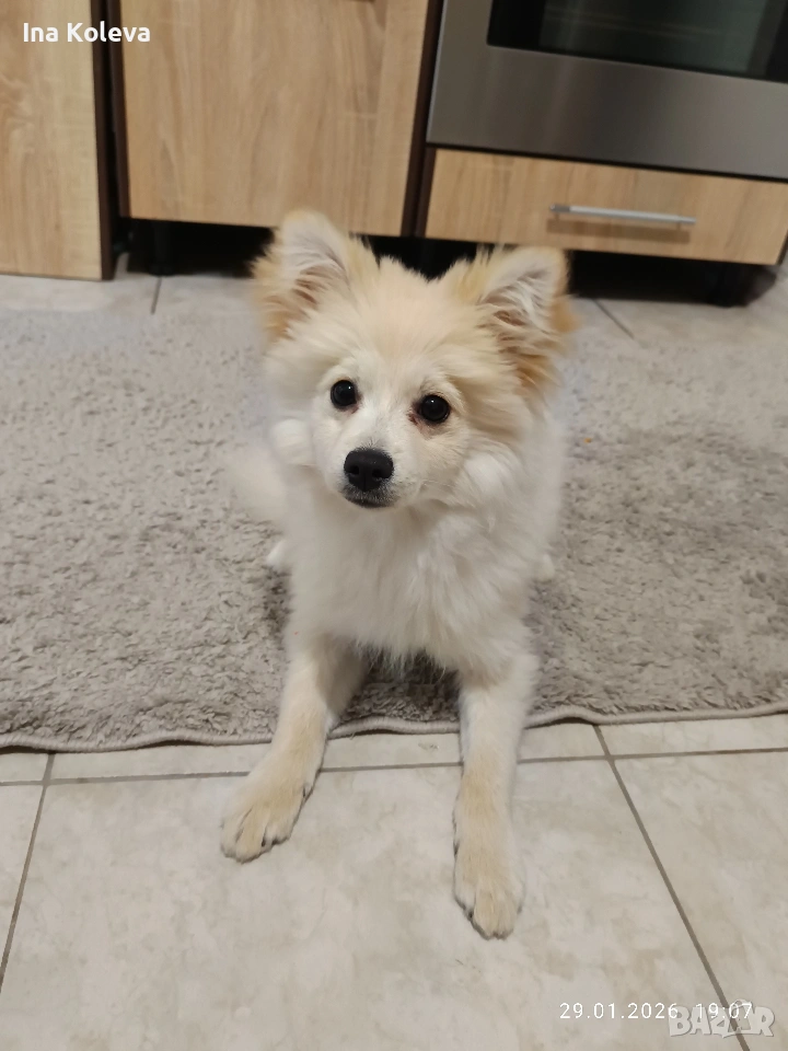 померан -шпиц, снимка 1