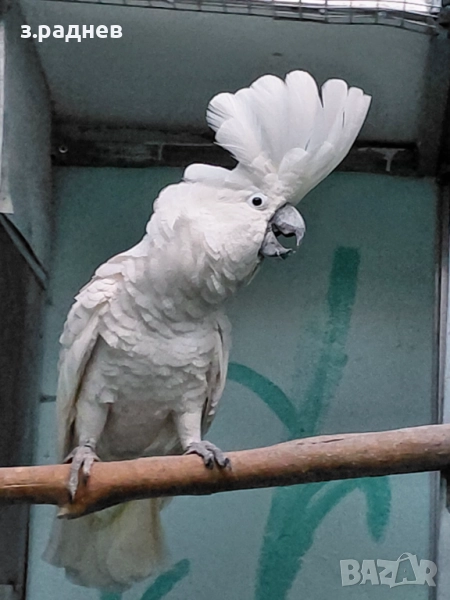 Какаду алба, снимка 1