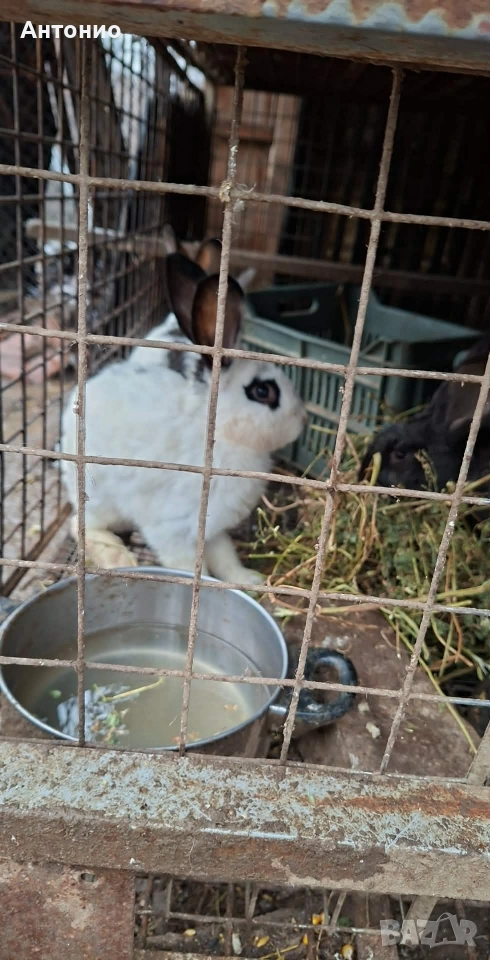 зайци , снимка 1