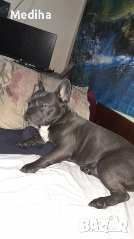 Син френски БУЛДОГ ЗА РАЗПЛОД, снимка 4 - Френски булдог - 53585861