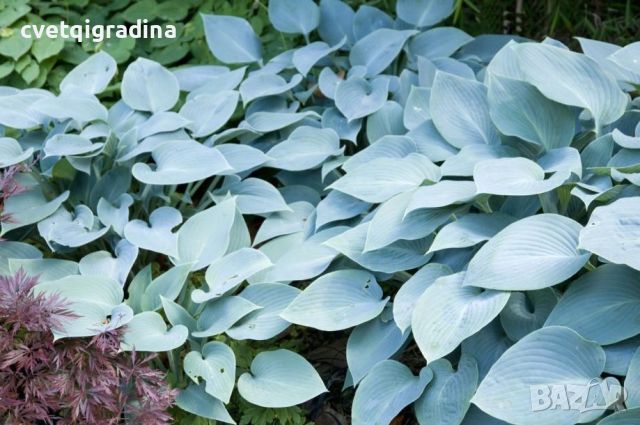 Hosta Canadian Blue (Хоста Канадско синьо), снимка 1 - Градински цветя и растения - 46307749