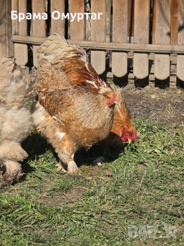 Продавам разплодни яйца от Златно дантелен брама [Buff laced Brahma], снимка 9 - Кокошки и пуйки - 53811364