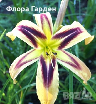 МНОГОГОДИШНИ ЦВЕТЯ - Коренища/ПРЕДВАРИТЕЛНИ поръчки, снимка 16 - Градински цветя и растения - 53138637