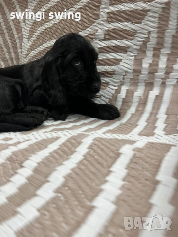 Малки кокер шпаньоли