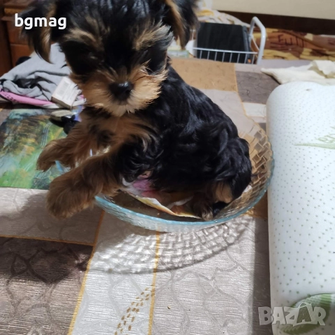 Йоркширски териер. Йорки.