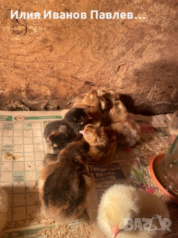 Пилета легбар и др., снимка 2 - Кокошки и пуйки - 54027584