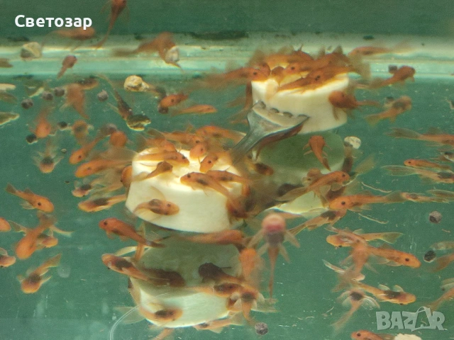 анцитрус  "супер ред"