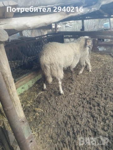 Коч, снимка 2 - Овце - 53606431