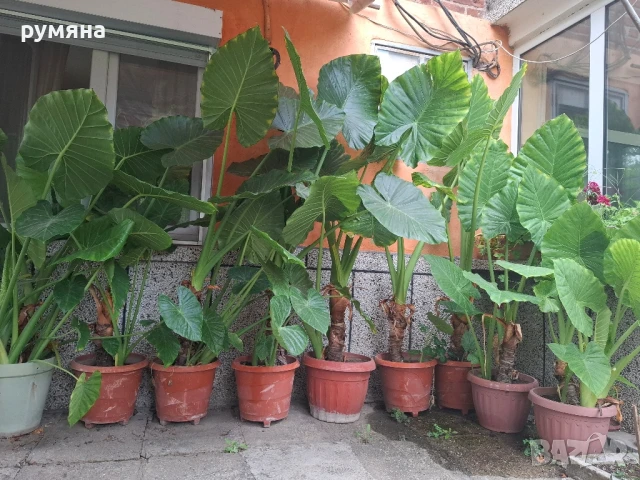 Трилистници от 1.20м до 2м , снимка 2 - Стайни растения - 38399650