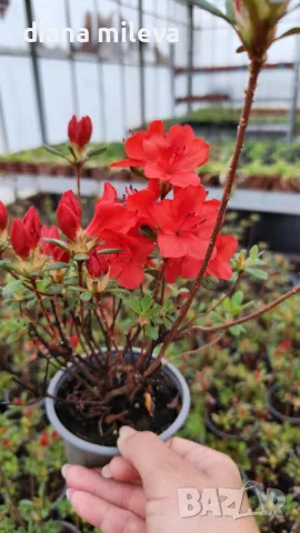 Азалия Фридолайн, Azalea japonica Fridoline, снимка 1