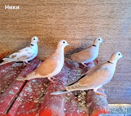 Две двойки  скумрийки 