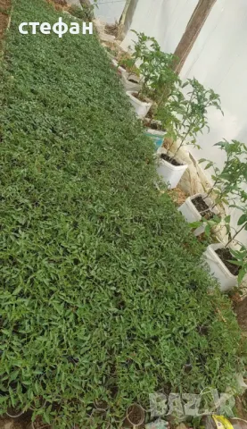 Разсад домати краставици пипер тиквички 