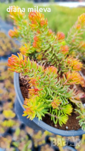 Седум  Анджелина, Sedum rupestre Angelina, снимка 15 - Градински цветя и растения - 52162046