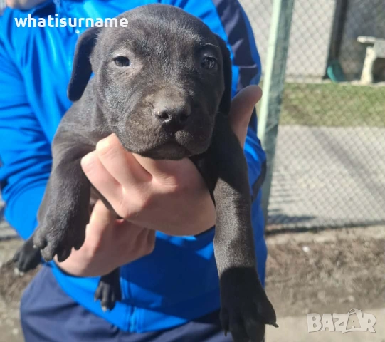 Женско куче Питбул, снимка 3 - Други - 53682476