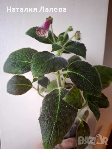 Колерия Марта, Kohleria Ni`s Marta, снимка 2 - Стайни растения - 53591514