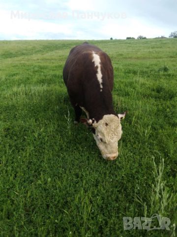 Продавам бик, порода Херефорд, снимка 5 - Крави - 45935620