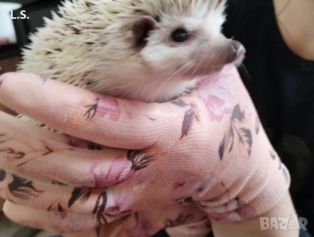 женско африканско таралежче на 1 година