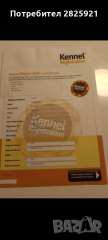 Йорки бебе, снимка 13 - Йоркширски териер - 52694965