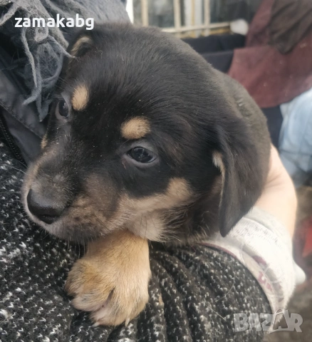 Две малки бонбончета си търсят любящ стопанин, снимка 5 - Други - 53614685