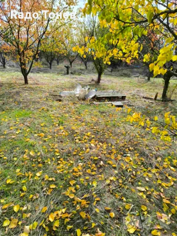 Дивдядово -Парцел с малка постройка - земеделска земя, снимка 7 - Парцели - 53995661