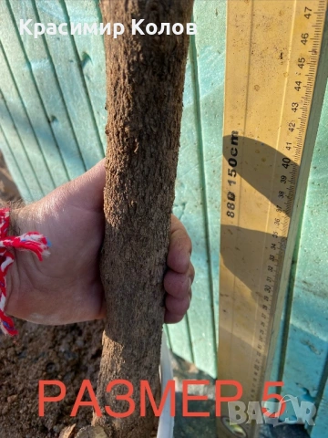 Нарове – селекция от много сортове с различни характеристики ,растения, дръвчета, снимка 18 - Градински цветя и растения - 52516852