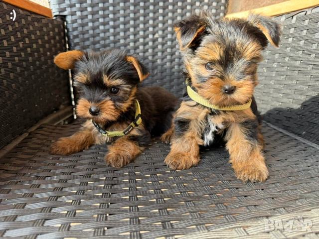 Йоркширски териер Актуално от 2.3.2026, снимка 5 - Йоркширски териер - 53682990