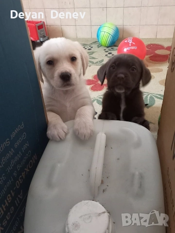 лабрадор реитривър , снимка 14 - Лабрадор ретривър - 52878460