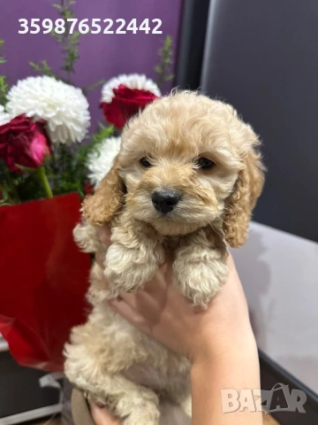 Кокапу , снимка 3 - Пудели - 53471417