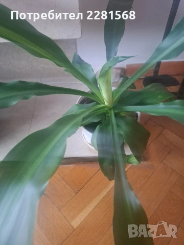 Декоративна палма