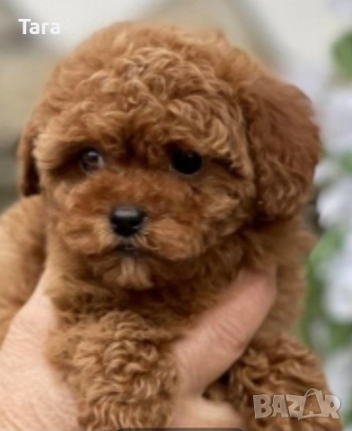 Малки пуделчета той, снимка 6 - Пудели - 53853859