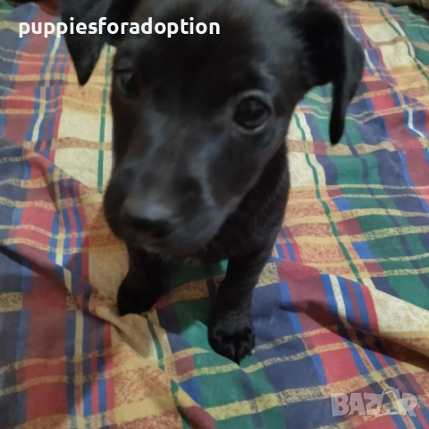 Подарявам кученца, разновидност на патърдейл (chatterdale), снимка 4 - Други - 53838730