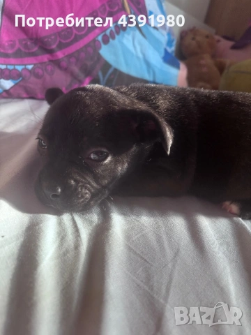 Френски булдог , снимка 3 - Френски булдог - 53646422