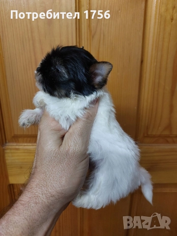 Бивер йорк, мини юнак., снимка 4 - Йоркширски териер - 52859387