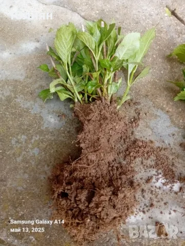 Хортензия ,бяла и розова , снимка 11 - Градински цветя и растения - 45320991