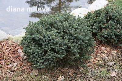 Джуджевиден смърч Ехиниформис, Picea glauca Echiniformis, снимка 2 - Градински цветя и растения - 46574101