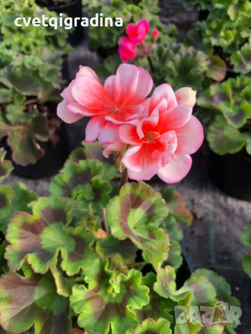 Pelargonium zonale (Моловка праскова), снимка 3 - Градински цветя и растения - 53972975