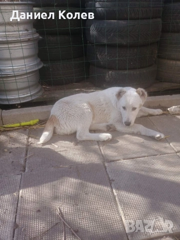 Продавам женски алабай, снимка 11 - Алабай - 54001463